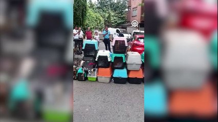 Şişli'de Kedi Hapishanesi: 85 Kediyi Alıkoyan Şahsa Rekor Ceza