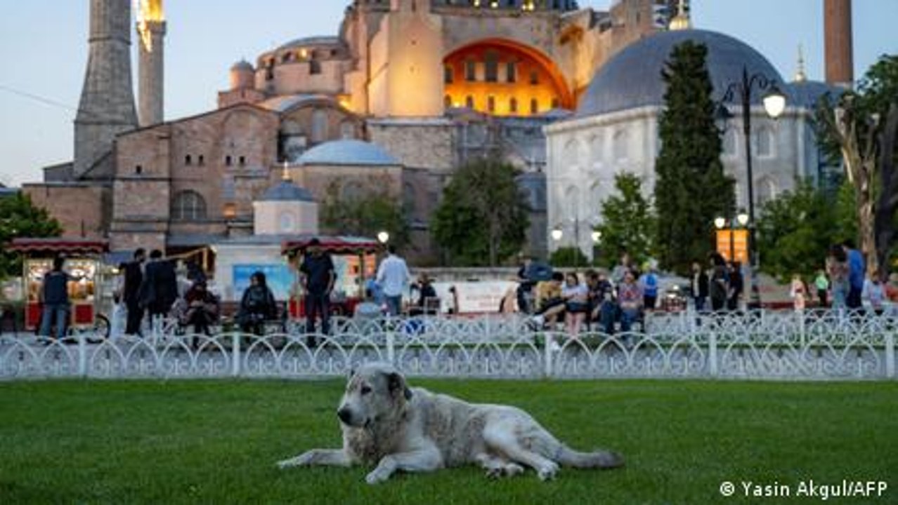 Türkei: Straßenhunde in Gefahr