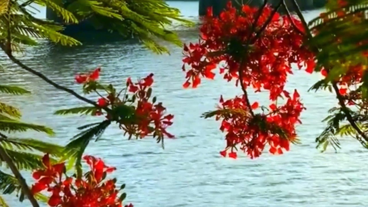 Em là con thuyền cô đơn - Tác giả Nguyễn Vĩ