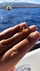 Before___After_Animals_Growing_Up._Amazing_Animal_Transformation_#short_#animalsofyoutube_#shorts(720p)