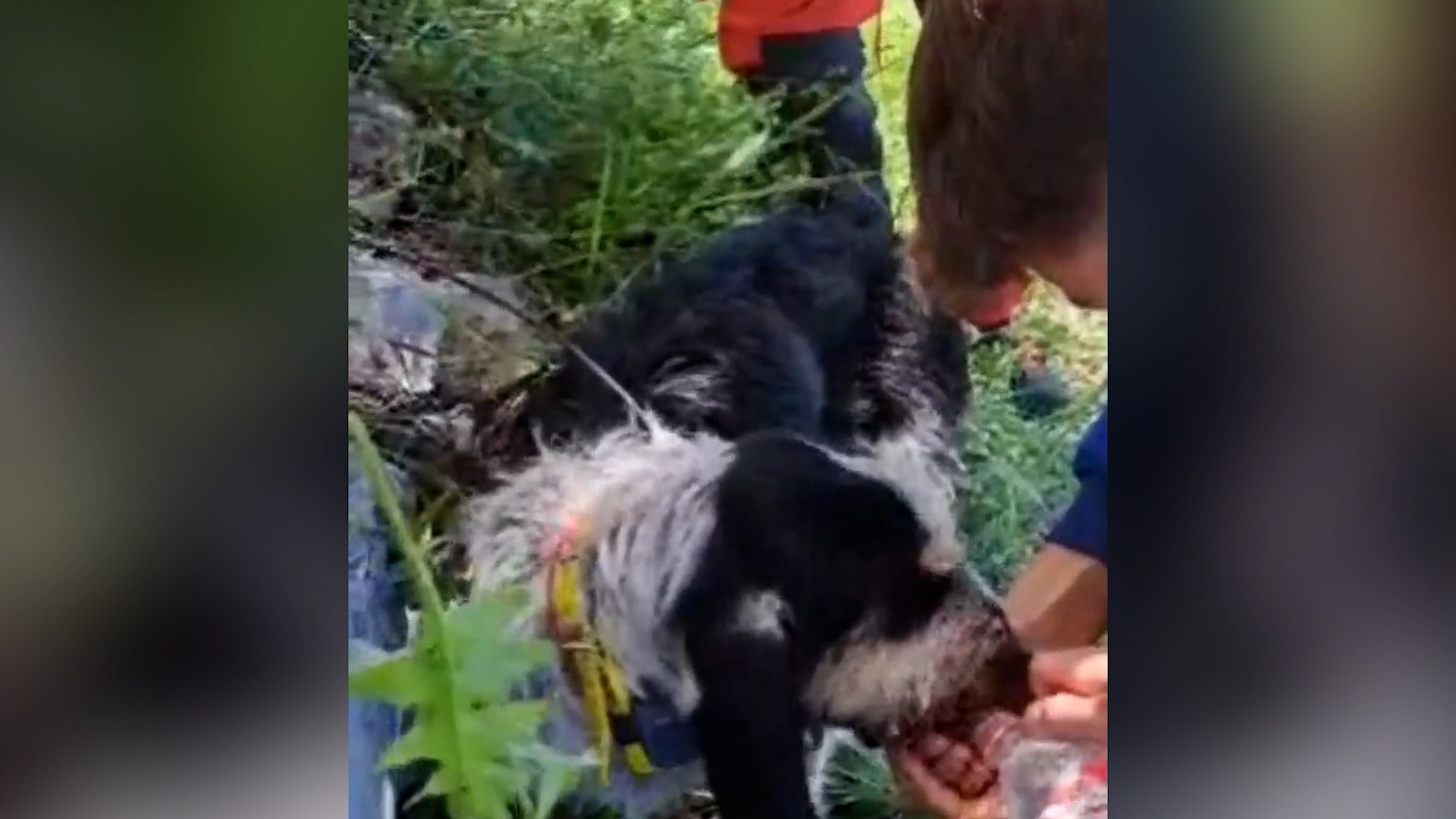 Bomberos rescatan a un perro sediento tras caer 10 metros en una zona de monte a la que tardaron una hora en llegar