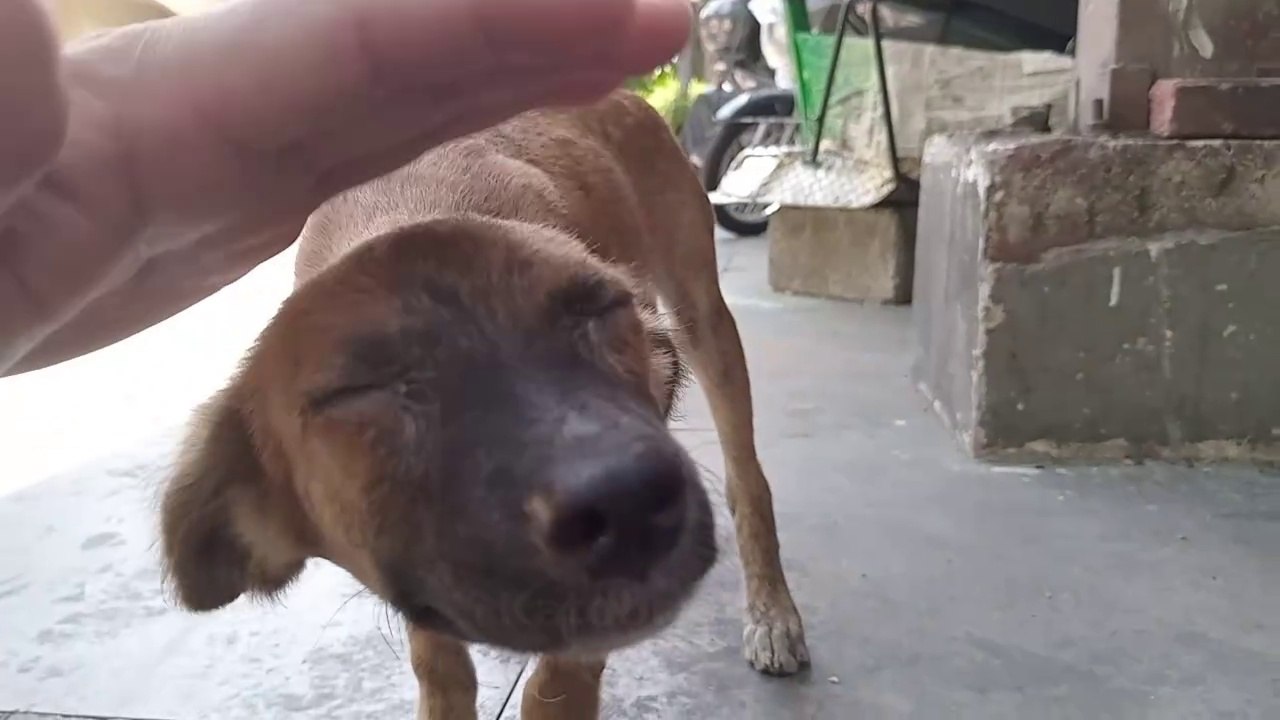 BRACE yourself   with Dogs FRIEND..     meow ca...