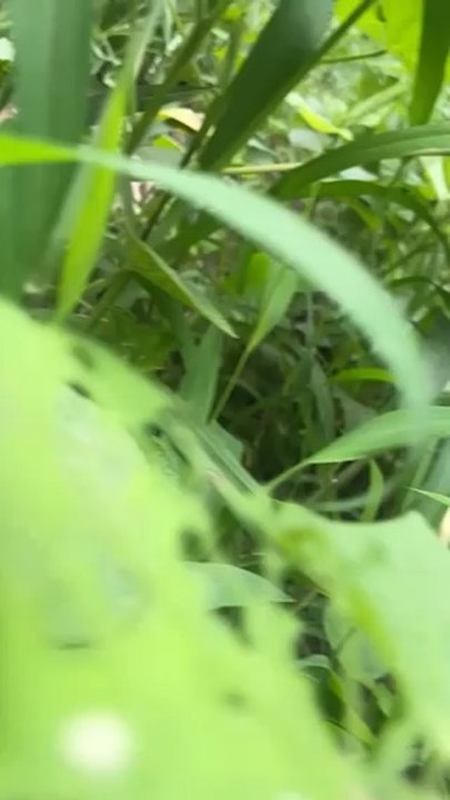 @arshimoin kisan ki mahnat