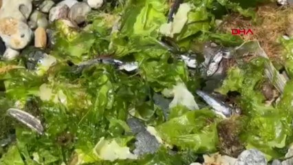 Avcılar Sahili'nde ölü balıklar kıyıya vurdu