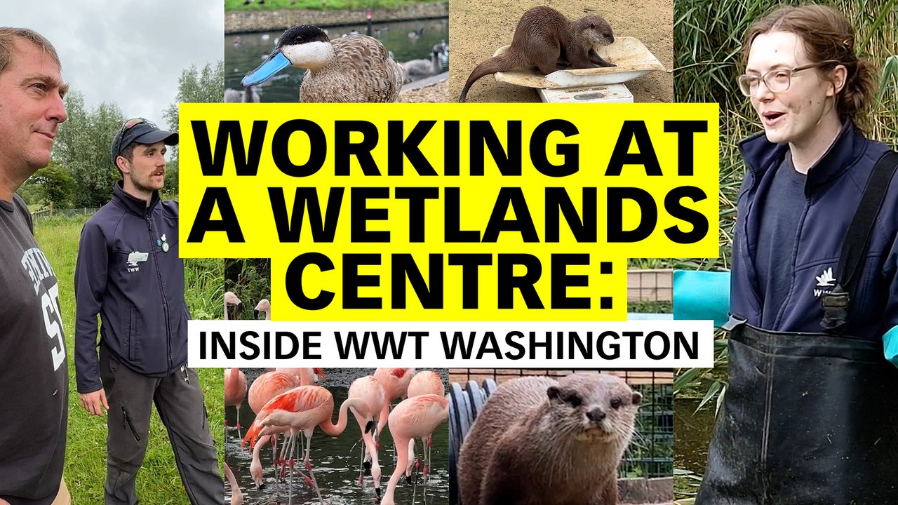 Working at a wetlands centre: inside WWT Washington