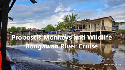 Proboscis Monkeys and Wildlife Bongawan River Cruise - Kota Kinabalu