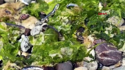 Avcılar Sahili'nde korkutan görüntü! Ölü balıklar karaya vurdu