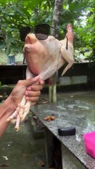 Aku juga suka ini