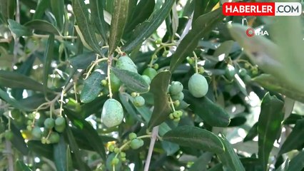 Kilis'te Zeytin ve Zeytinyağında Yüksek Rekolte Beklentisi