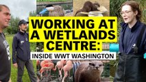 Working at a wetlands centre: inside WWT Washington - watch on Shots!TV