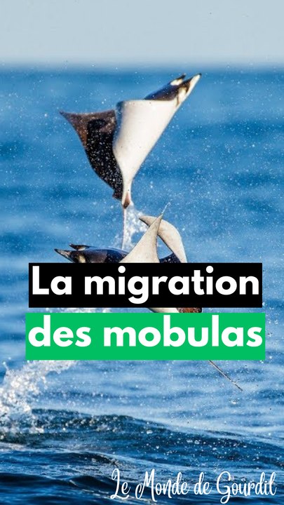 La beauté des raies mobulas