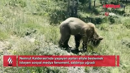 Eliyle beslemek istediği ayının saldırısına uğradı