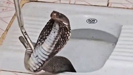 Frau findet tödliche Königskobra in ihrer Toilette