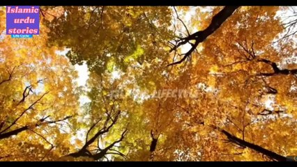 Hazrat Muhammad s.a.w our ek kabotari ka waqiya