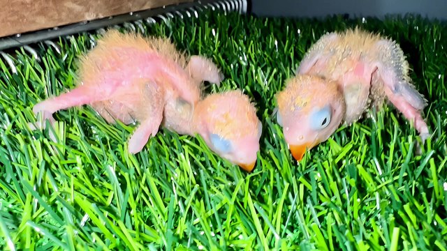 African Lovebirds Eye Ring Growth