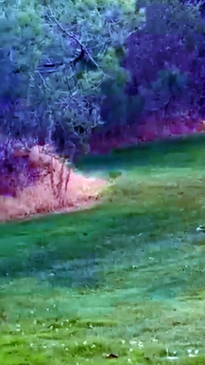 Amazing Bobcat Chases a Squirrel around the Tree
