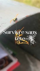 Incroyable : une guêpe sans tête vue en pleine action 🐝
