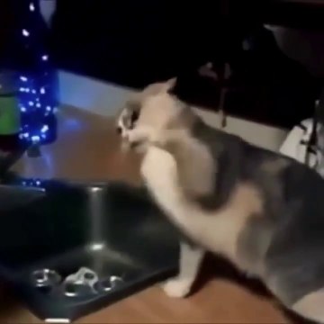 #cute #cat #funny #funnycat #fun #smile #pretty #video #funnyvideo #cats #funnycats #cutecats #enjoy #kitty #kitten
