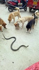 snake and dog fight   .▲ Follow And Get More❤❤#FishingLife #AnglersParadise #CatchofTheDay#FishingFun #ReelAdventures #HookedOnFishing #Fishing Trip #FishermanLife #FishOn #FishingIsLife