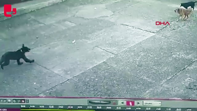 Çay fabrikasının bahçesine giren yavru ayı kamerada