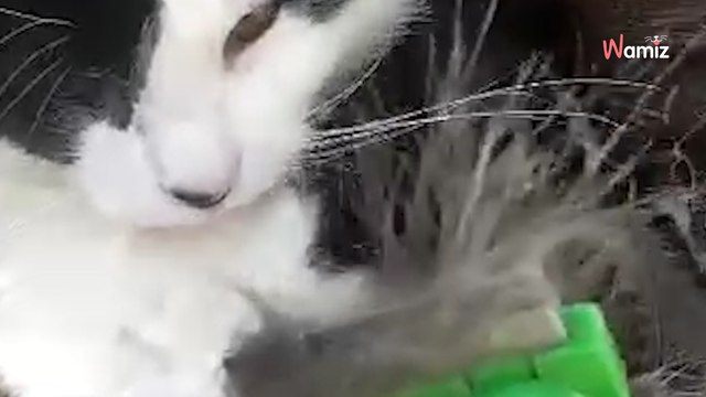 Ils adoptent un chat et le rendent au refuge au bout de 4 mois pour une raison qui déconcerte