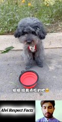 Poor dog kitten beging money for food