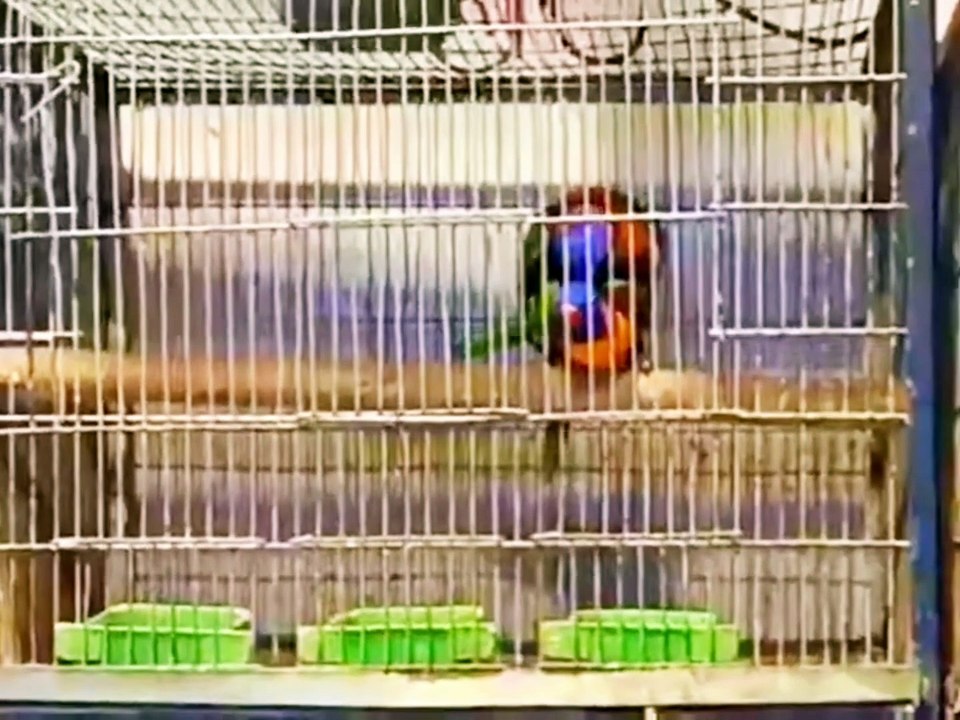 LORIKEET Mating in Cage