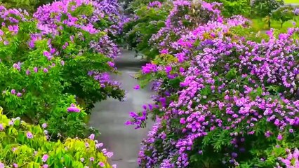 Đường tím Bằng Lăng - Tác giả Hoài Yên