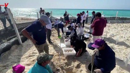 Hurricane Beryl Forces Cancun Workers to Save 10,400 Turtle Eggs