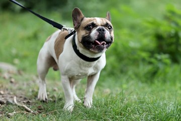 Neues Gesetz: Haustier-Führerschein & Verbot von Qualzucht 🐶