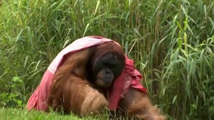 El orangután Walter pronostica la victoria de España ante Alemania en la Eurocopa