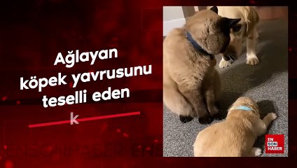 Ağlayan köpek yavrusunu teselli eden kedi