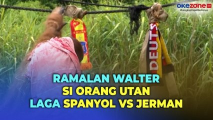 Orang Utan Asal Sumatera di Kebun Binatang Dortmund Ramal Spanyol Bakal Kalahkan Jerman di Perempat Final Piala Eropa 2024
