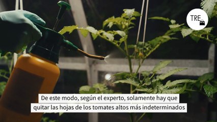 El secreto de los mejores tomates se encuentra en la poda: hay que hacerla ya y de esta forma concreta