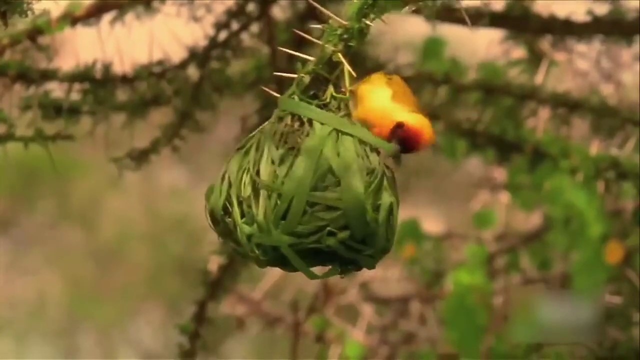 15_Most_Amazing_Nests_In_The_Animal_World!(720p)_1