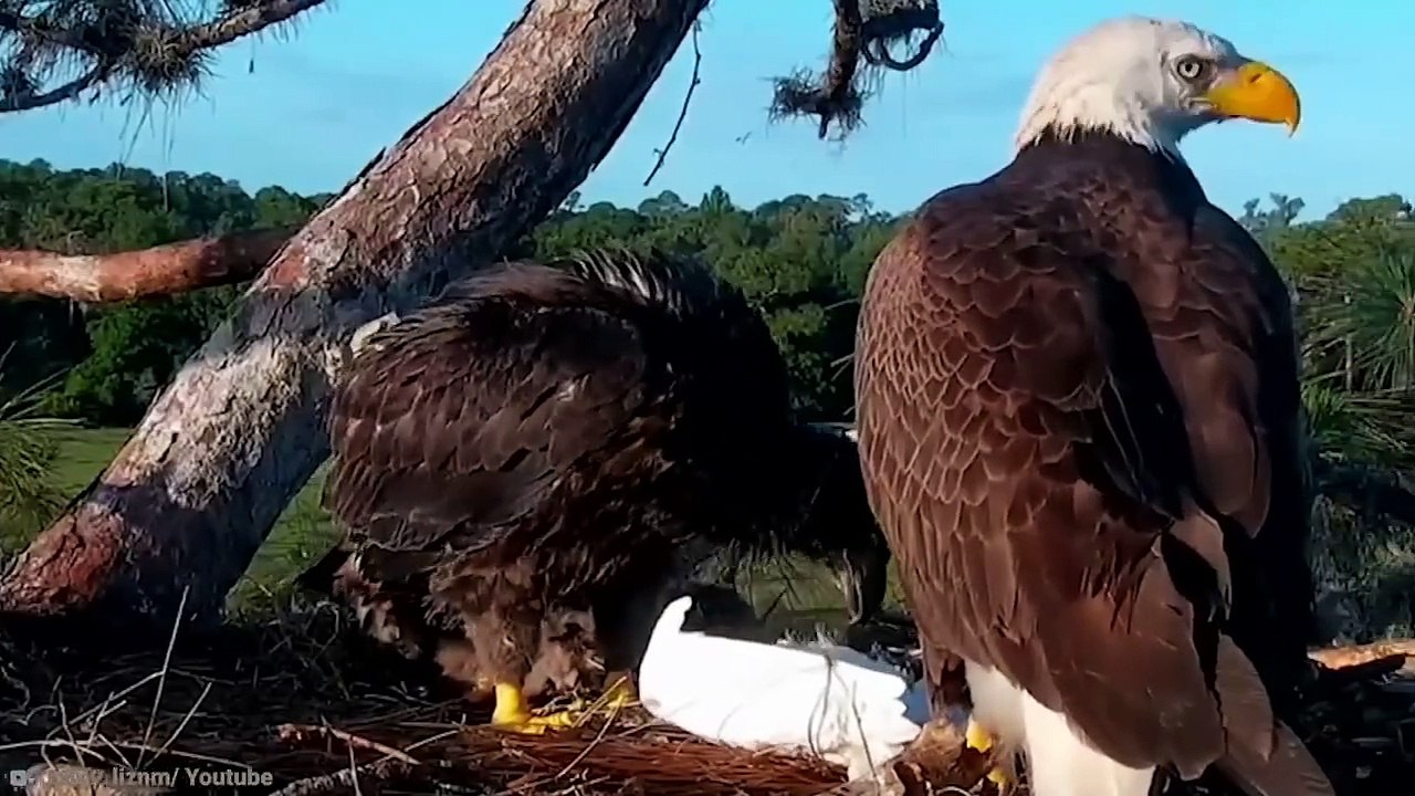 part 2. 15_Most_Amazing_Nests_In_The_Animal_World!(720p)_2