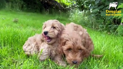 Cockapoo Breeders UK | Douglas Hall Kennels