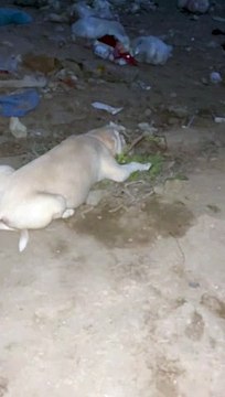 #dogs #wildanimals #wildlife #trending #shortvideo #baby #animals #nature #animals #innocent #streetdogs