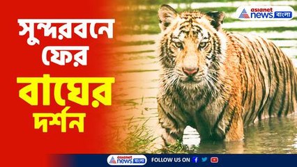 নদীর জলে সাঁতার কাটছে রয়্যাল বেঙ্গল টাইগার