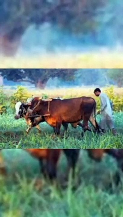 Village_life__Pind_view__Beauty_of_pind_ Rafay  chaudhary  vlogs #flute_#music_#nature_#trending_#pakistan_#punjab_#viral(360p)