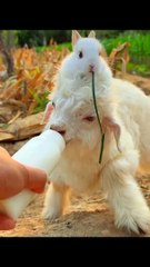 Beautiful bunny clips _animals video _ entertainment videos