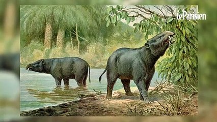 La mort des dinosaures a-t-elle sauvé le raisin ?