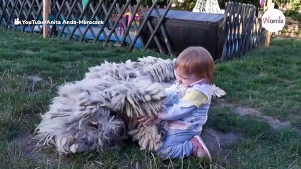 Baby starts playing with a Komondor: His reaction surprises viewers