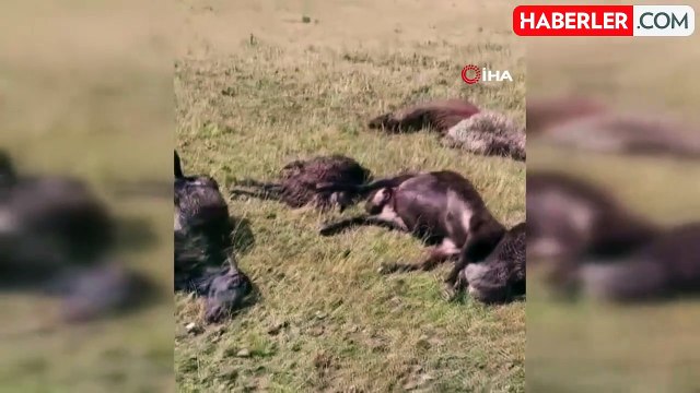 Iğdır'da yıldırım düşmesi sonucu, 2 kardeş yaralandı 20 koyun telef oldu