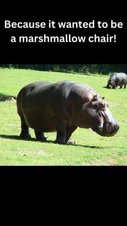 Fun fact of hippopotamus