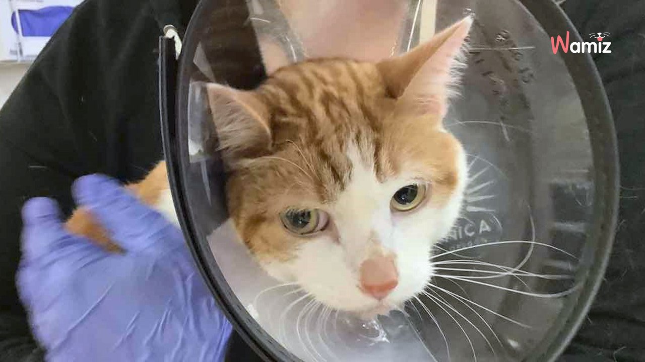 They take their cat to the vet after vomiting; X-ray reveals the unthinkable