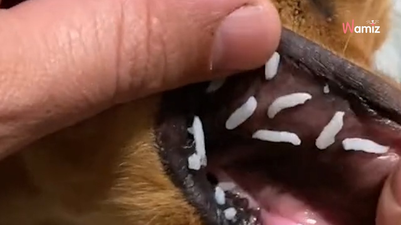 Elle ouvre la bouche de son Golden Retriever : 1,2 millions de personnes sont dégoûtées (Vidéo)