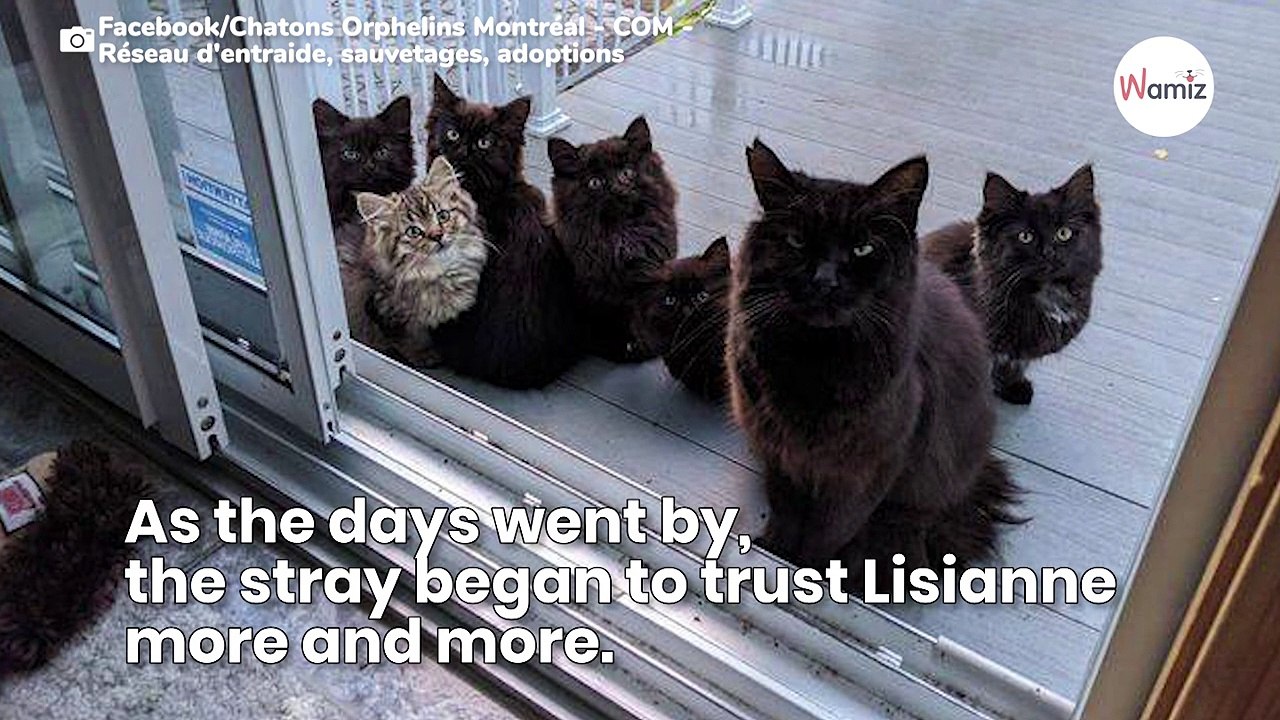 Homeless cat introduces her kittens to the woman who saved her life