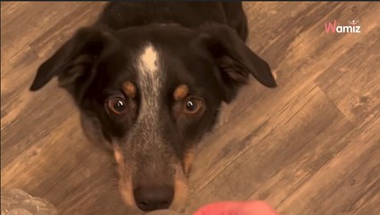 Dog's Playful Addiction Sparks Concern & Smiles – Watch the Heartwarming Video 🐶
