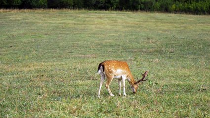 Deer Grazing on Pasture